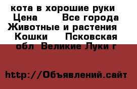 кота в хорошие руки › Цена ­ 0 - Все города Животные и растения » Кошки   . Псковская обл.,Великие Луки г.